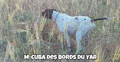 Pedigree M-CUBA DES BORDS DU YAR